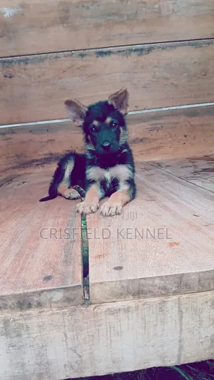 0-1 month Female Purebred German Shepherd