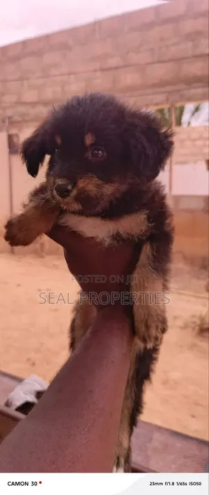 1-3 months Male Mixed Breed Poodle