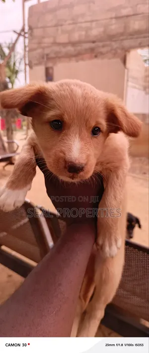 1-3 months Male Mixed Breed Poodle