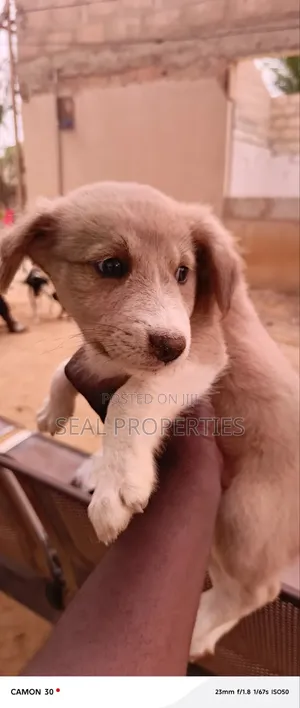 1-3 months Male Mixed Breed Poodle
