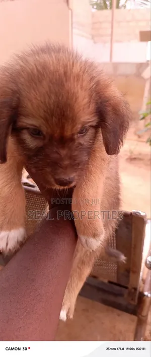 1-3 months Male Mixed Breed Poodle