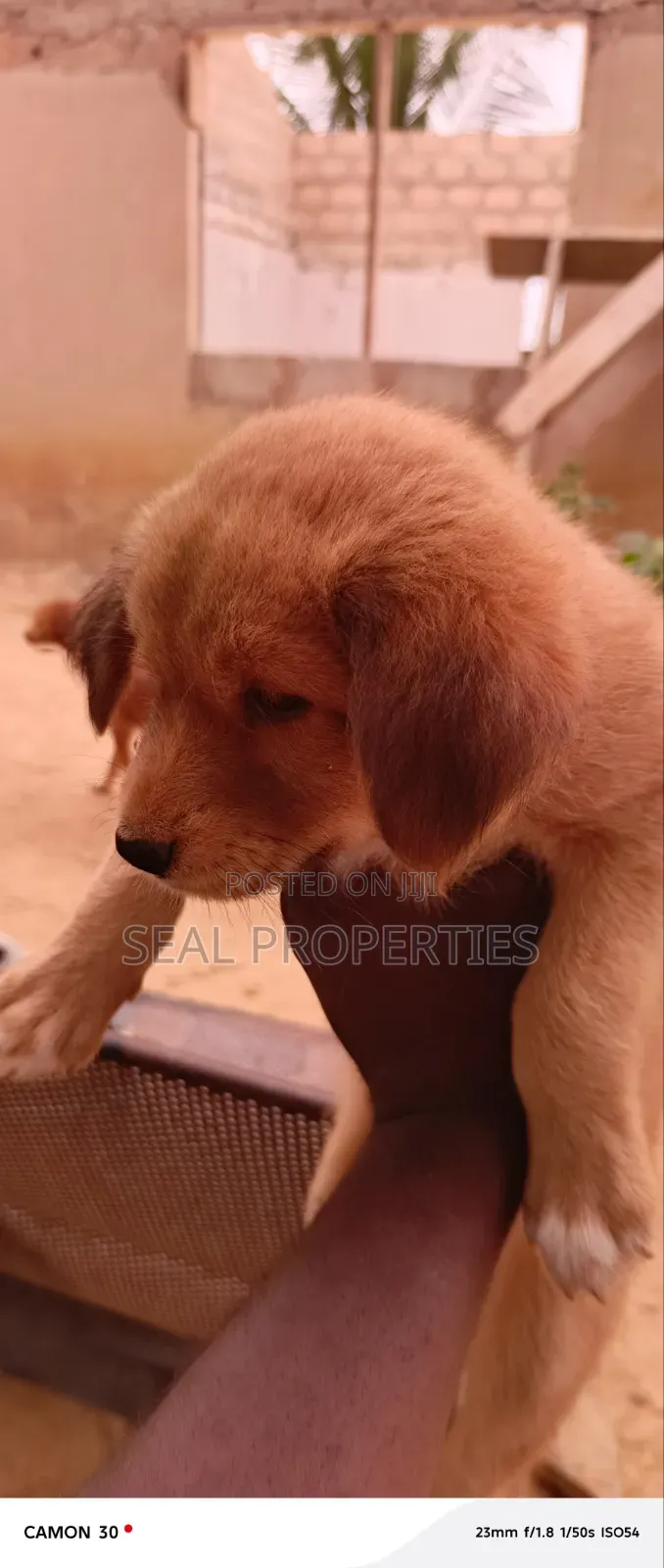 1-3 months Male Mixed Breed Poodle