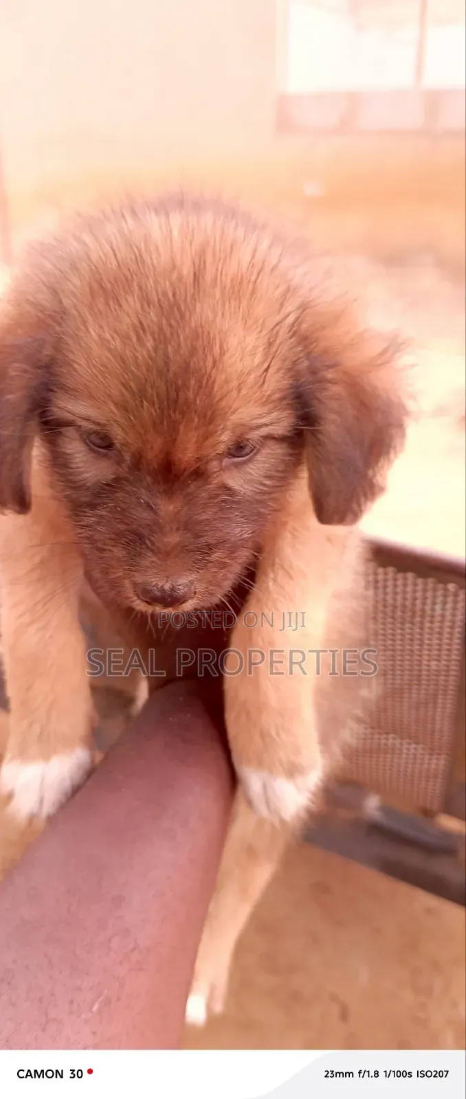 1-3 months Male Mixed Breed Poodle