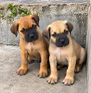 1-3 months Female Purebred Boerboel