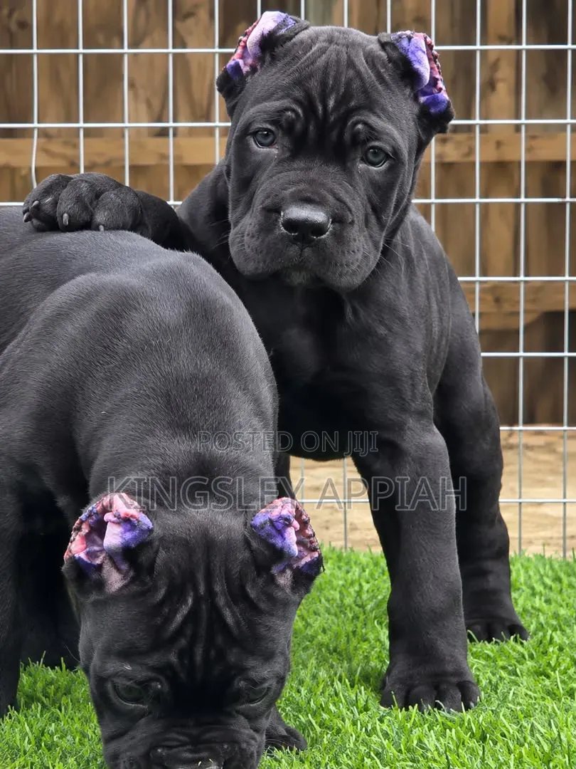 1-3 months Male Purebred Cane Corso