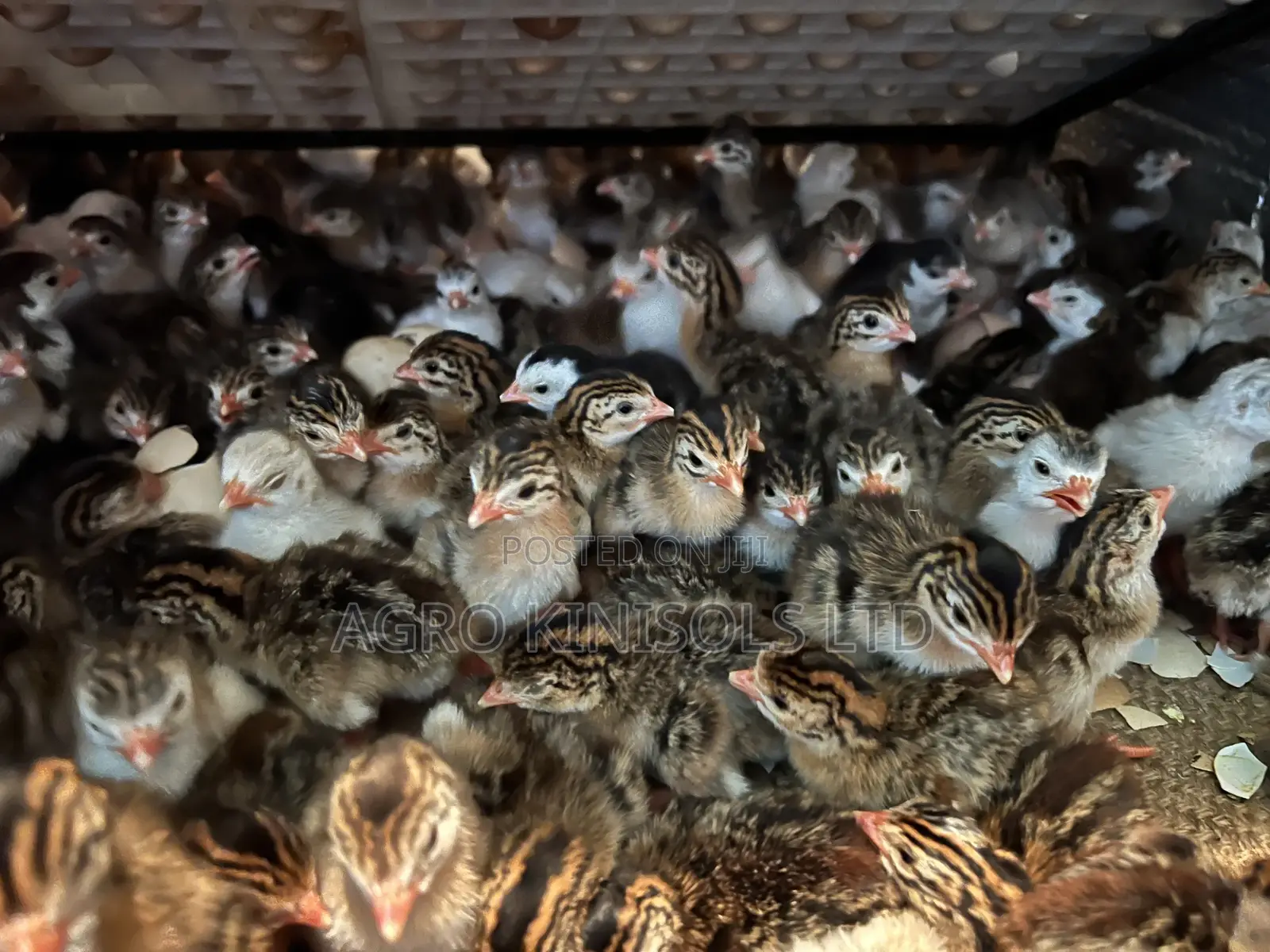 Premier Guinea Keets