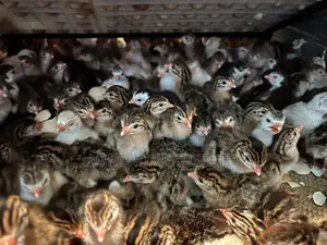Premier Guinea Keets