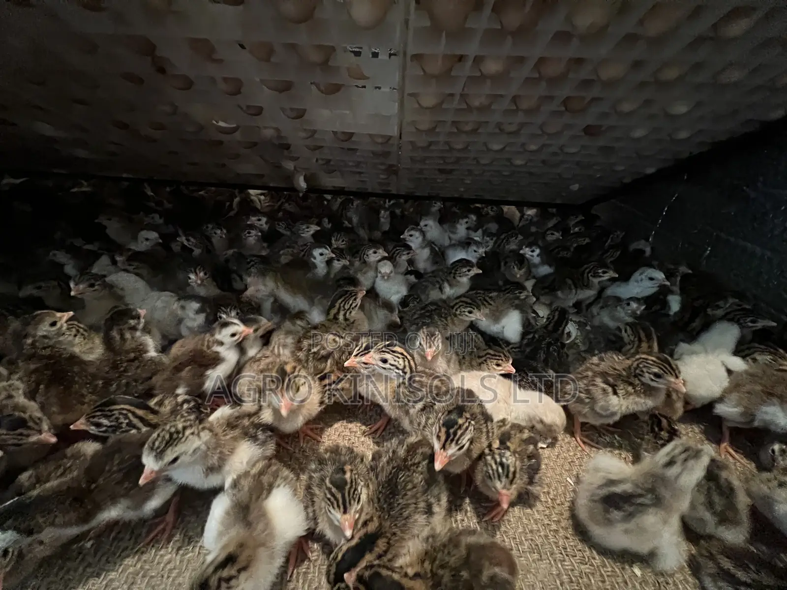Premier Guinea Keets
