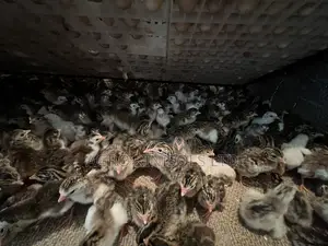 Premier Guinea Keets