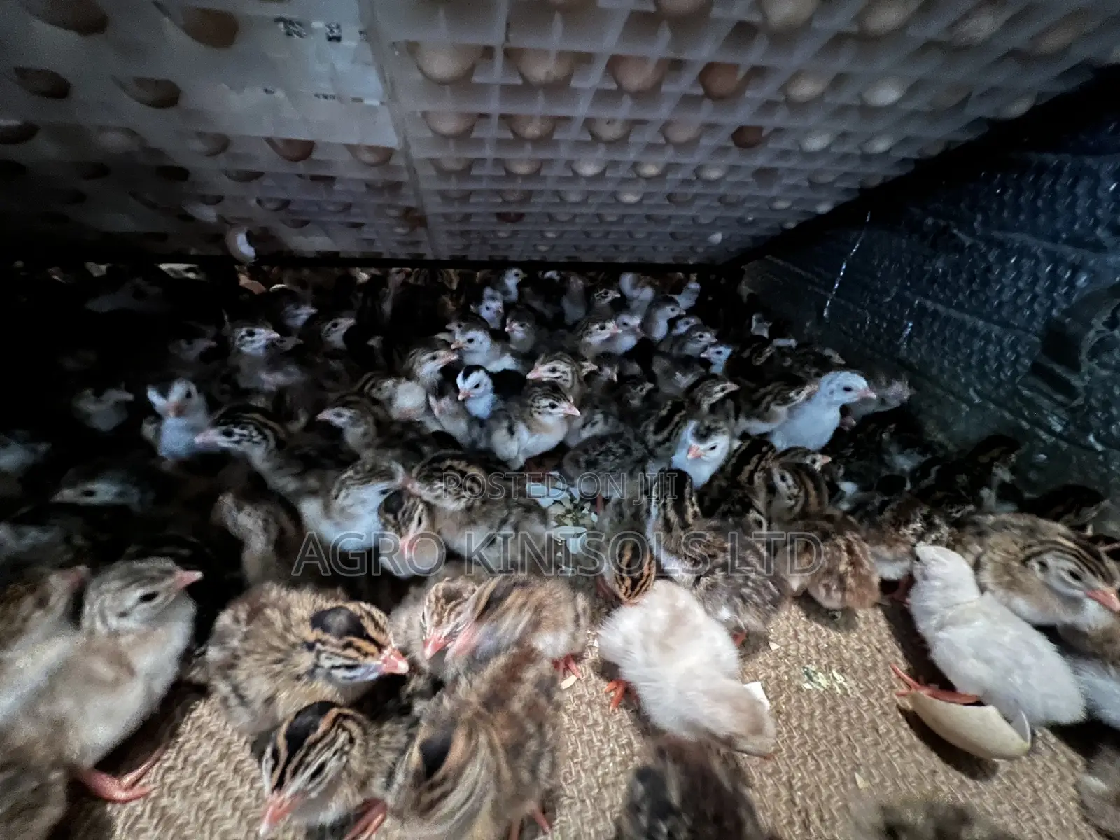 Premier Guinea Keets