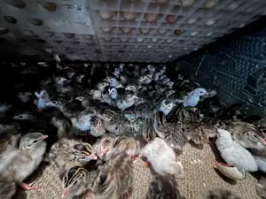 Premier Guinea Keets