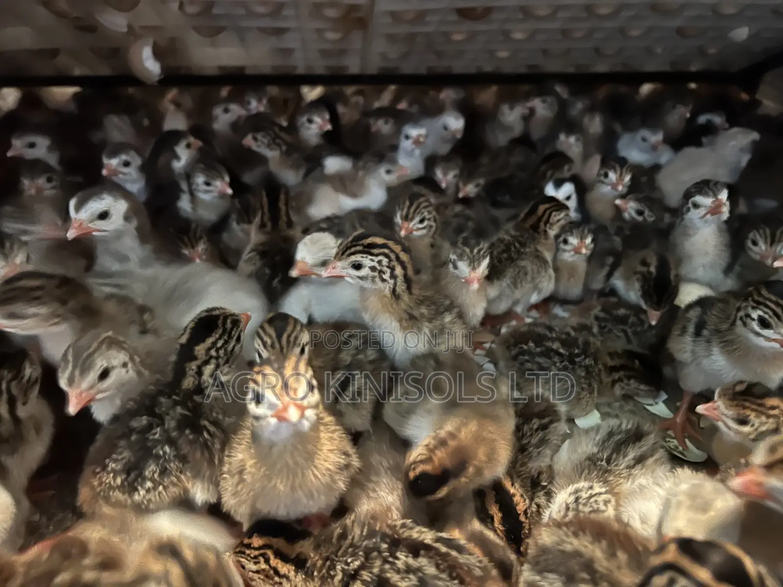 Premier Guinea Keets
