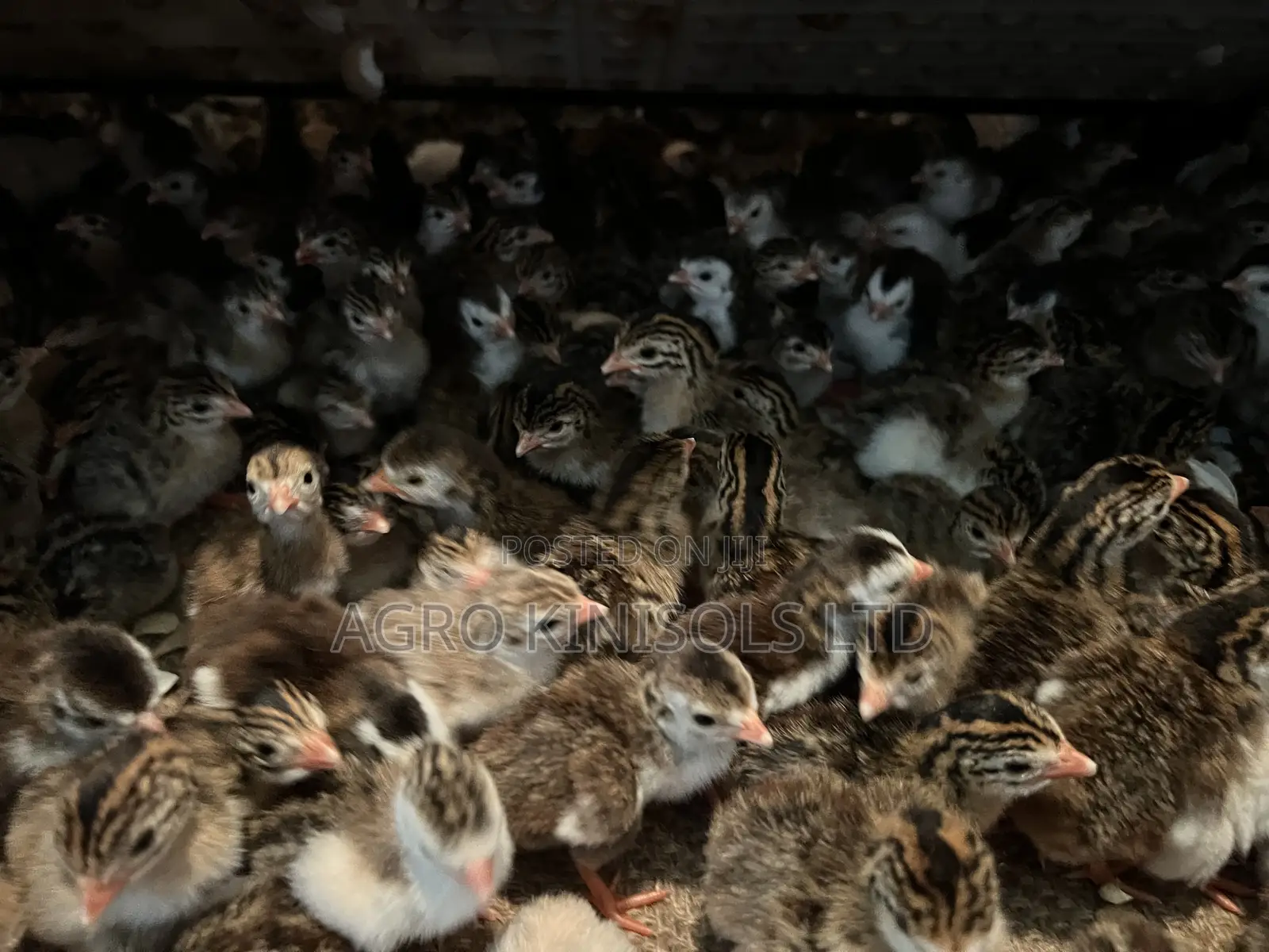 Premier Guinea Keets