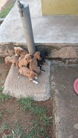 0-1 month Male Purebred Dog