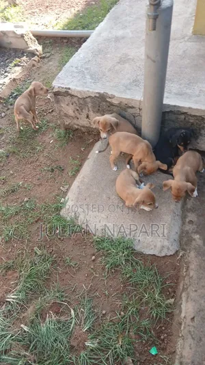 0-1 month Male Purebred Dog