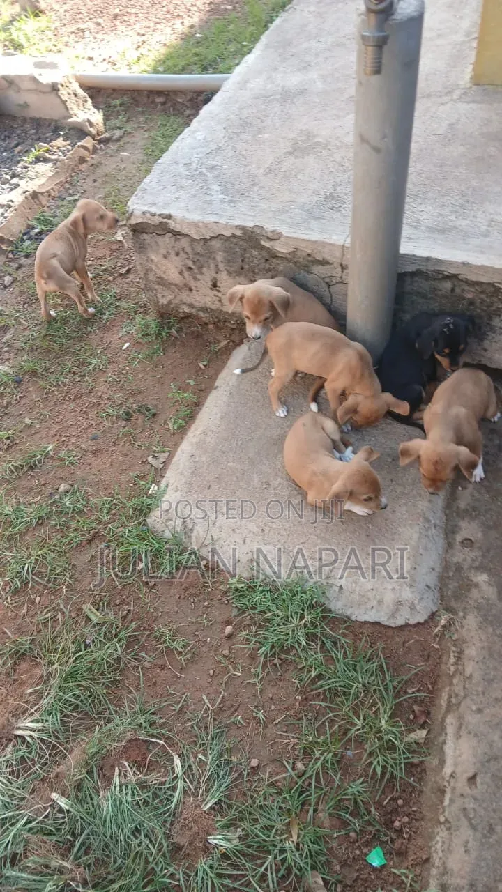 0-1 month Male Purebred Dog