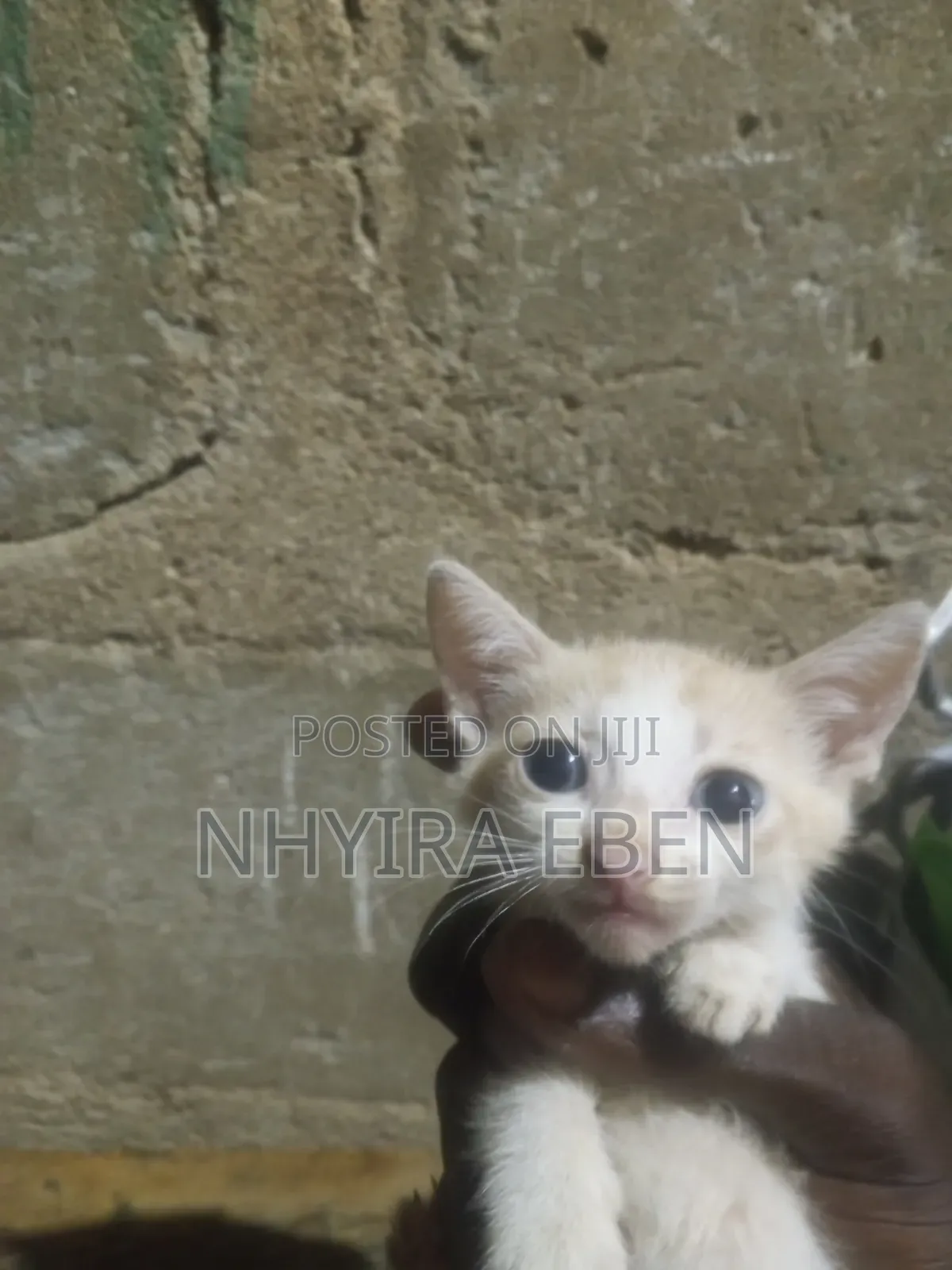 1-3 months Female Mixed Breed Cat