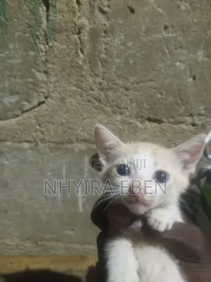1-3 months Female Mixed Breed Cat