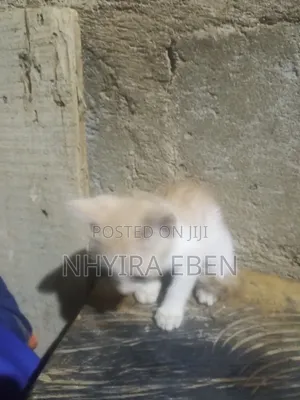 1-3 months Female Mixed Breed Cat