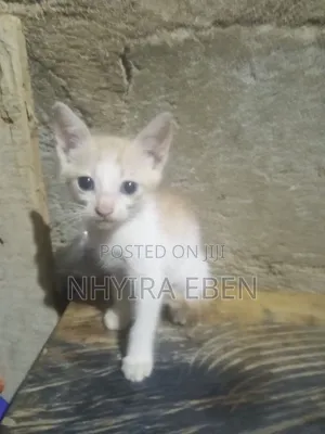 1-3 months Female Mixed Breed Cat