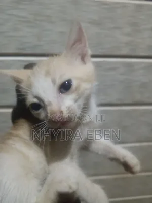 1-3 months Female Mixed Breed Cat