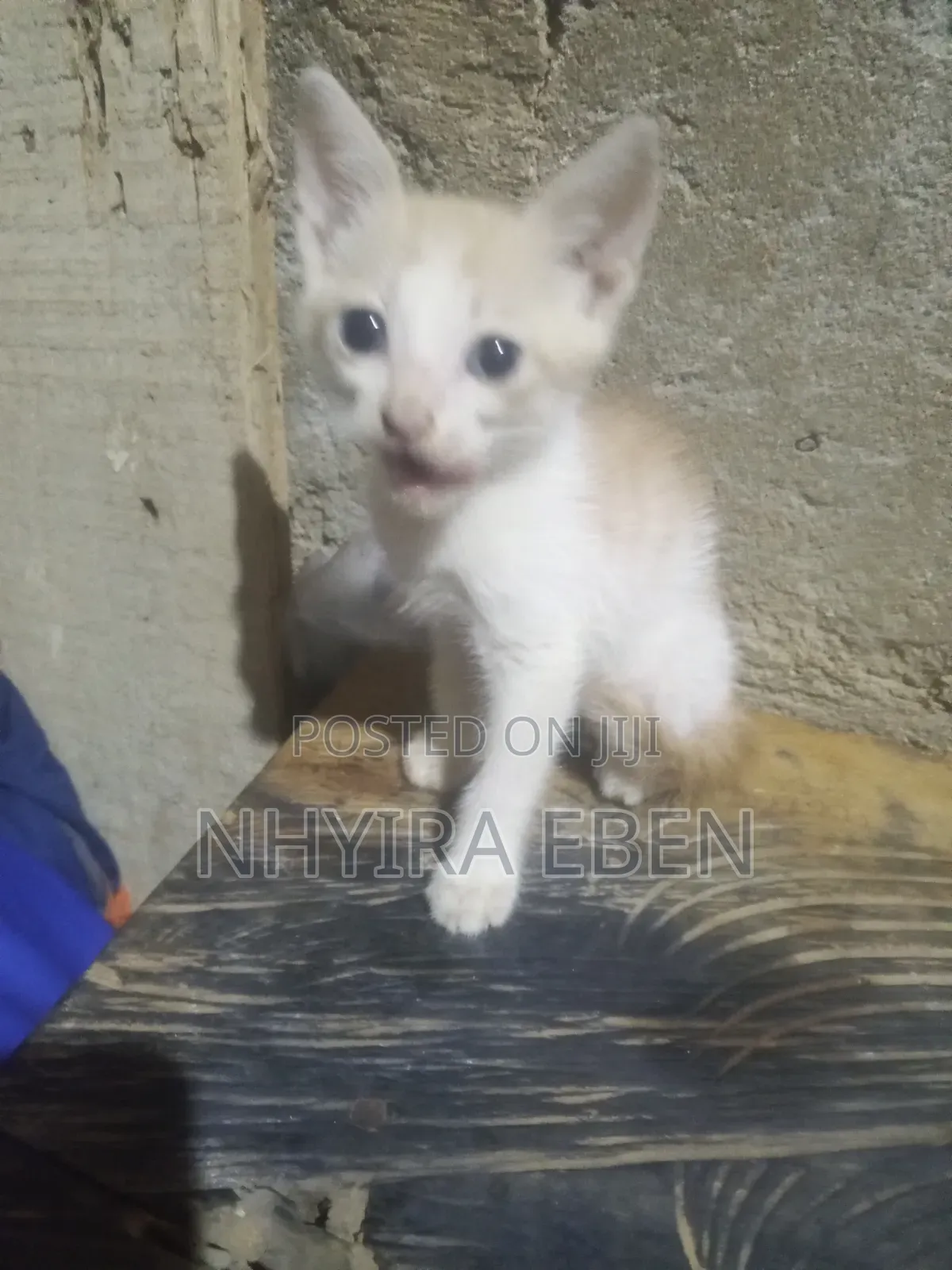 1-3 months Female Mixed Breed Cat