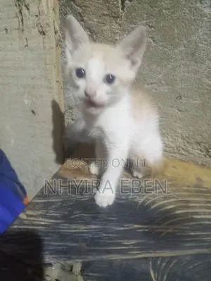 1-3 months Female Mixed Breed Cat