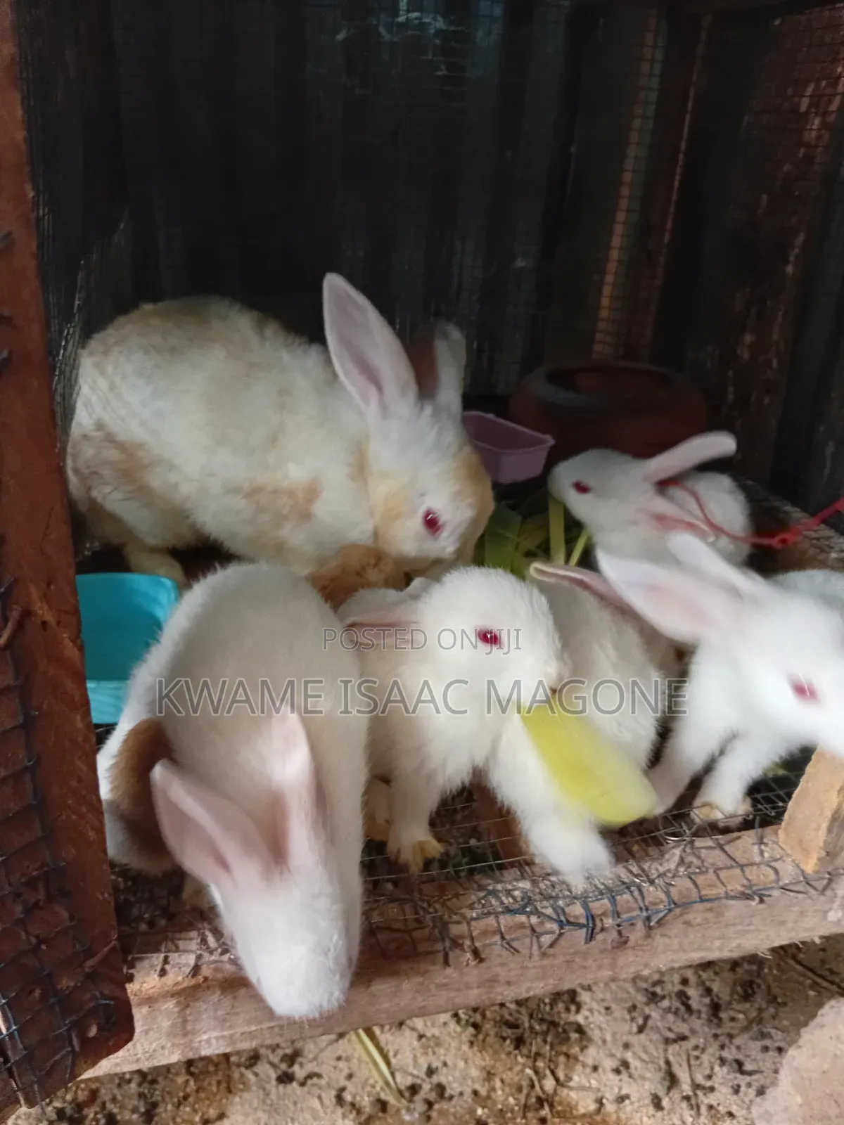 Healthy Rabbit Weaners
