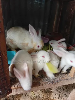Healthy Rabbit Weaners