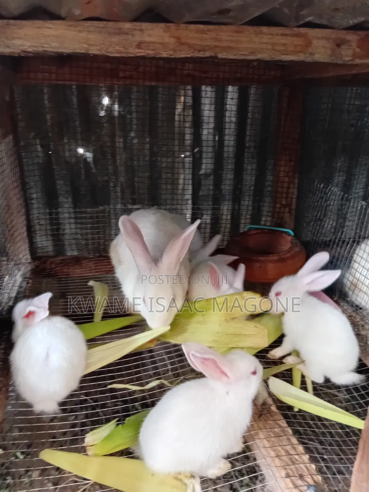 Healthy Rabbit Weaners