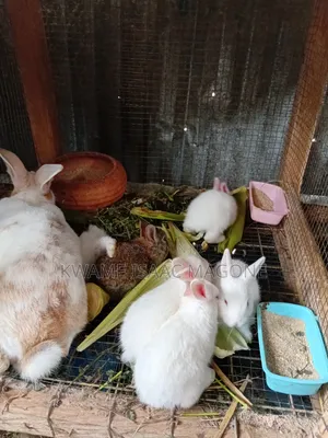 Healthy Rabbit Weaners