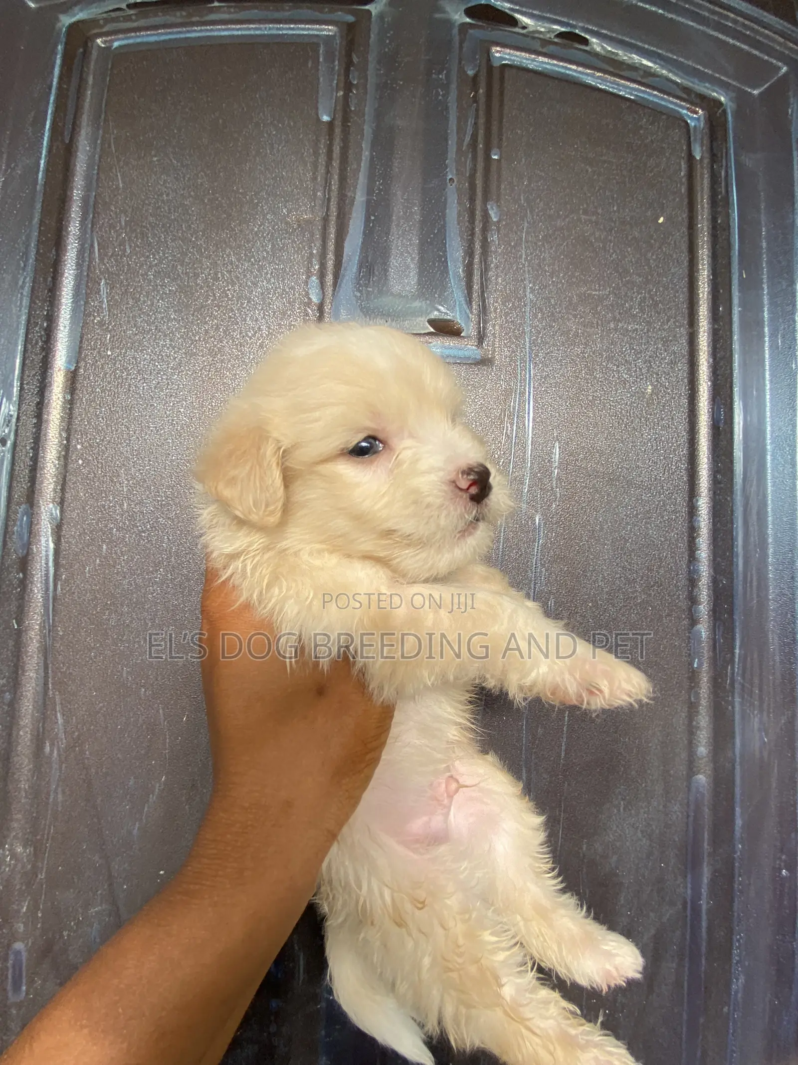 1-3 months Male Purebred Poodle