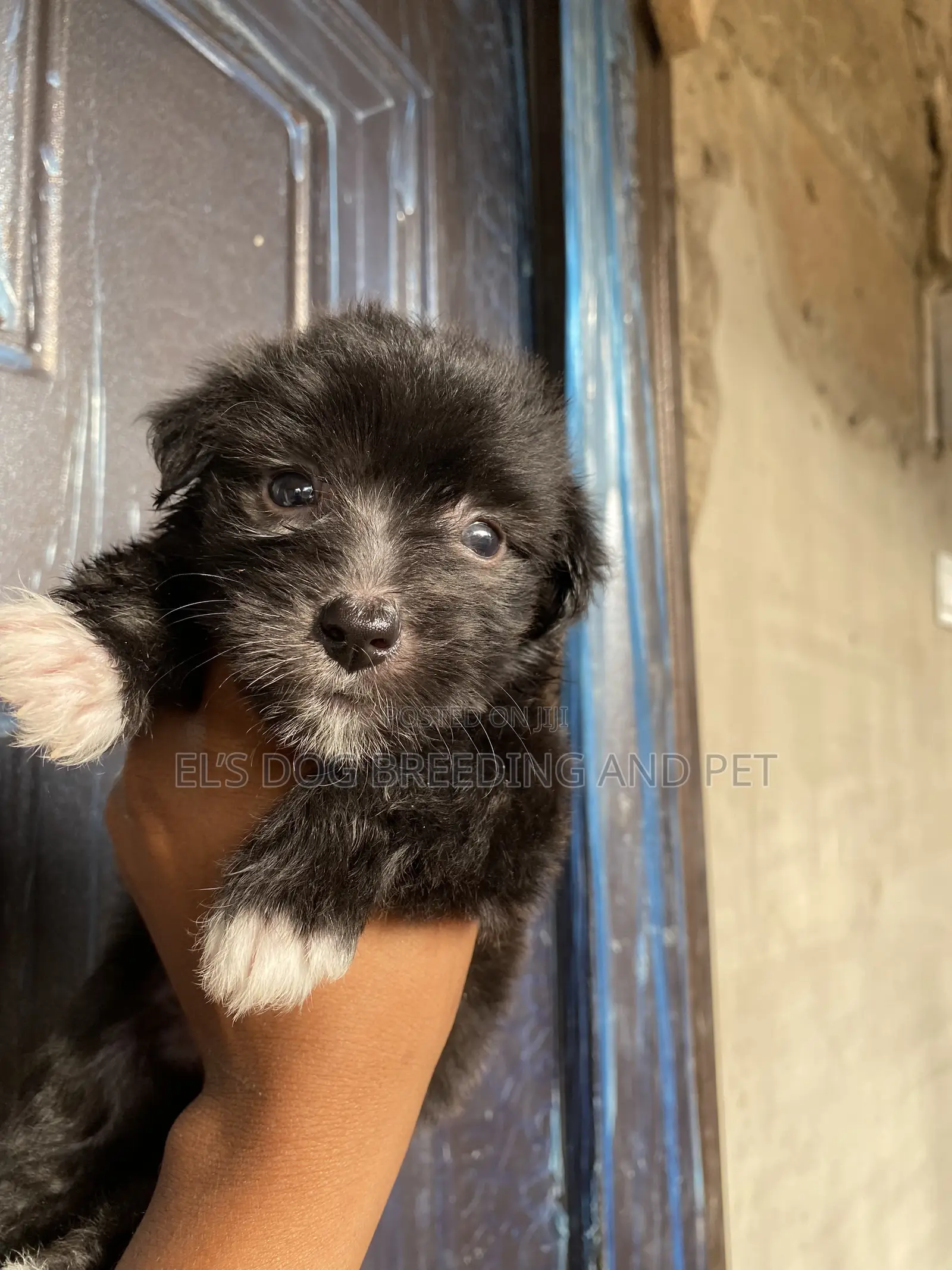 1-3 months Male Purebred Poodle