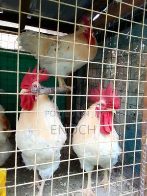 Purebred White Roosters