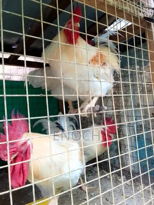 Purebred White Roosters
