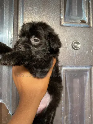1-3 months Male Purebred Poodle