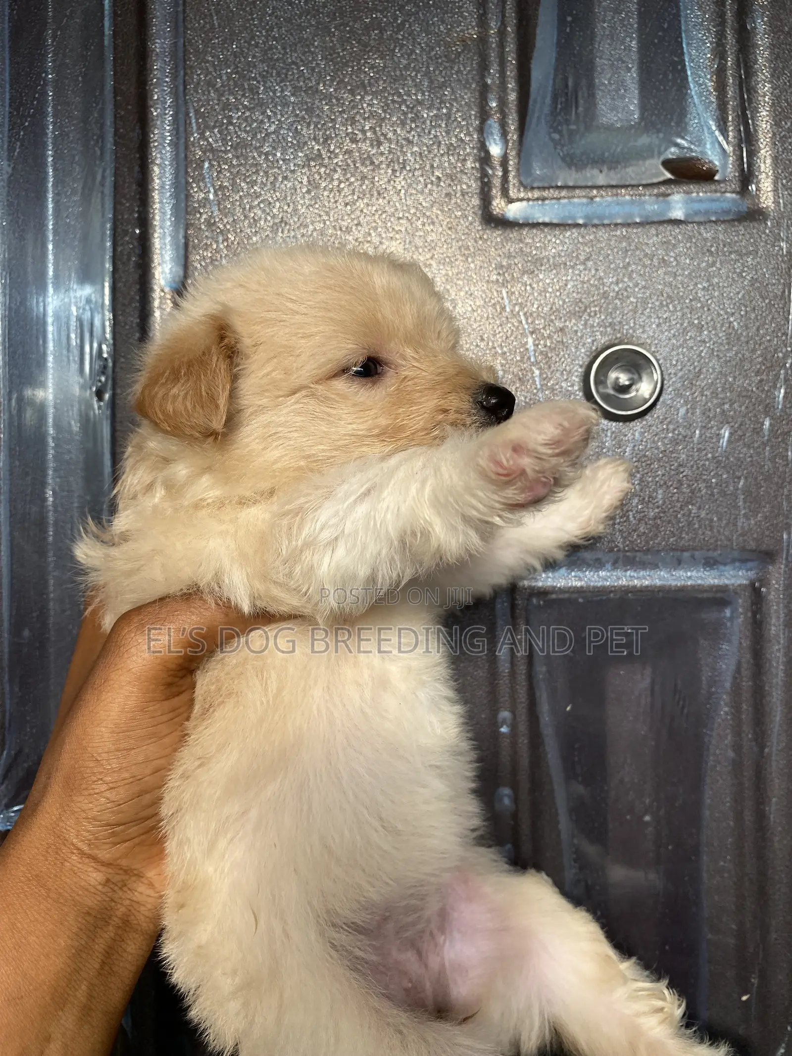 1-3 months Male Purebred Poodle