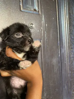 1-3 months Male Purebred Poodle