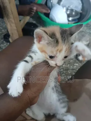 1-3 months Female Purebred Cat