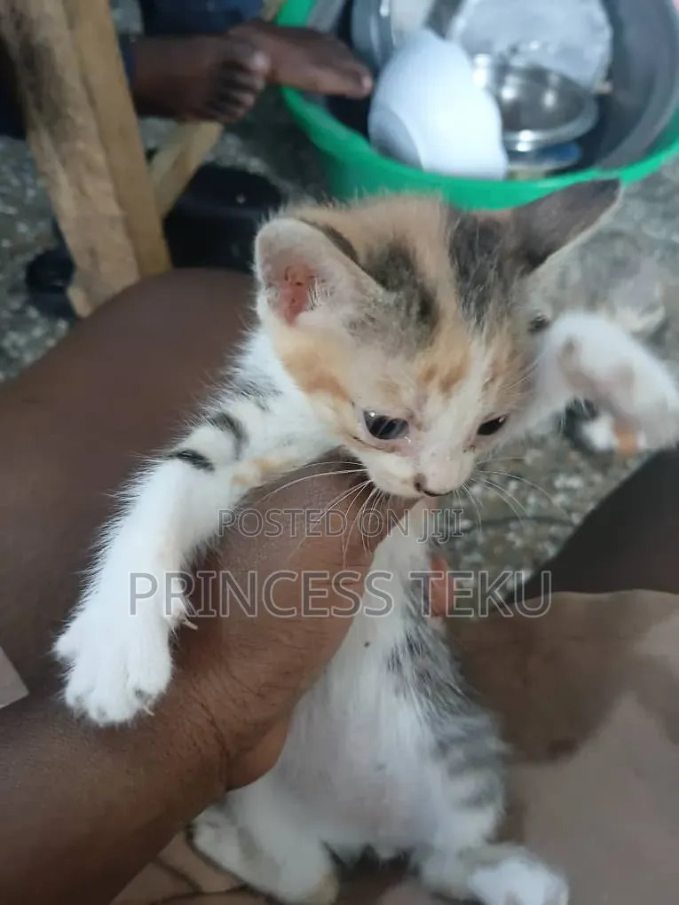 1-3 months Female Purebred Cat