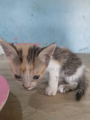 1-3 months Female Purebred Cat