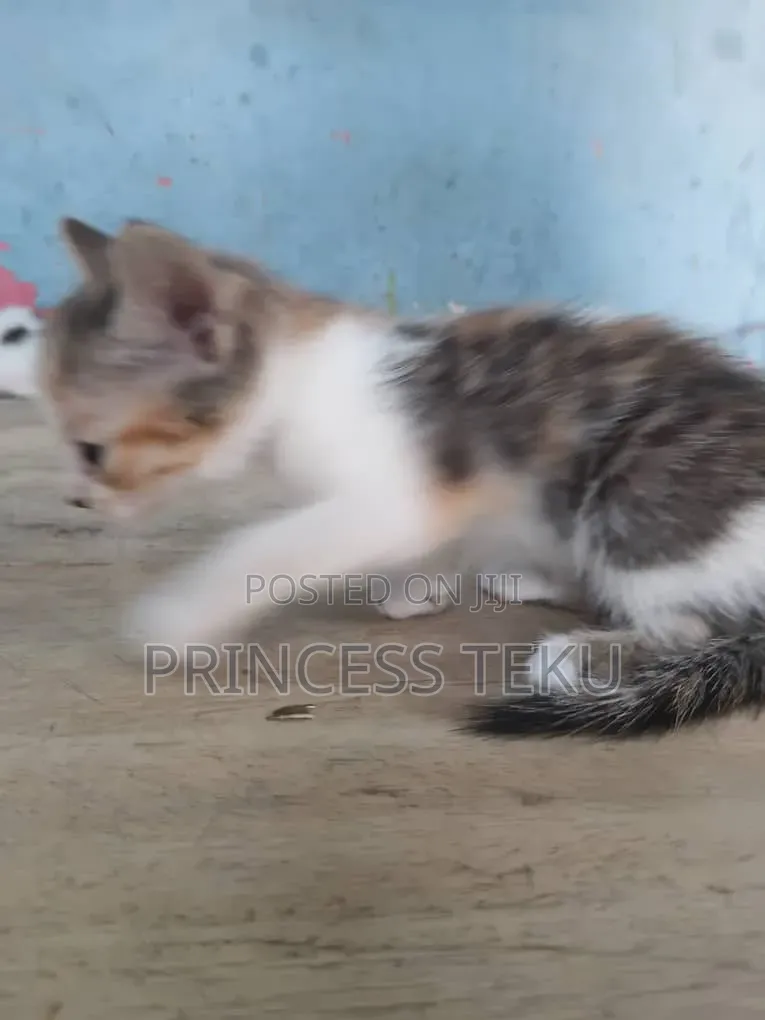 1-3 months Female Purebred Cat