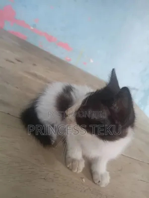 1-3 months Male Purebred Cat