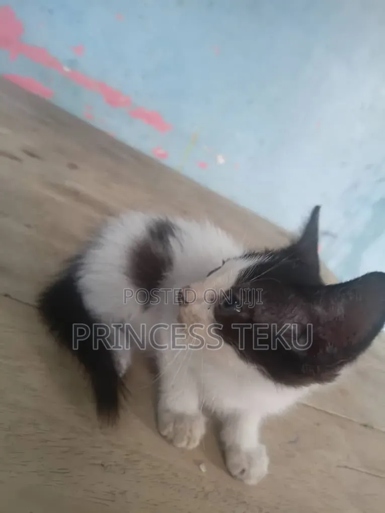 1-3 months Male Purebred Cat