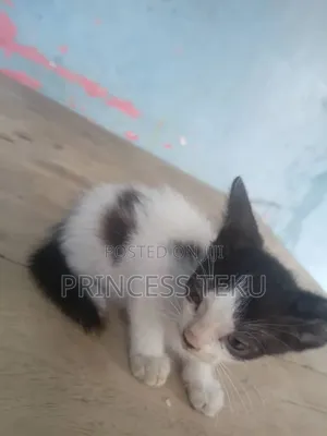 1-3 months Male Purebred Cat