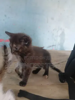 1-3 months Female Purebred Cat