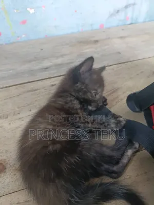 1-3 months Female Purebred Cat
