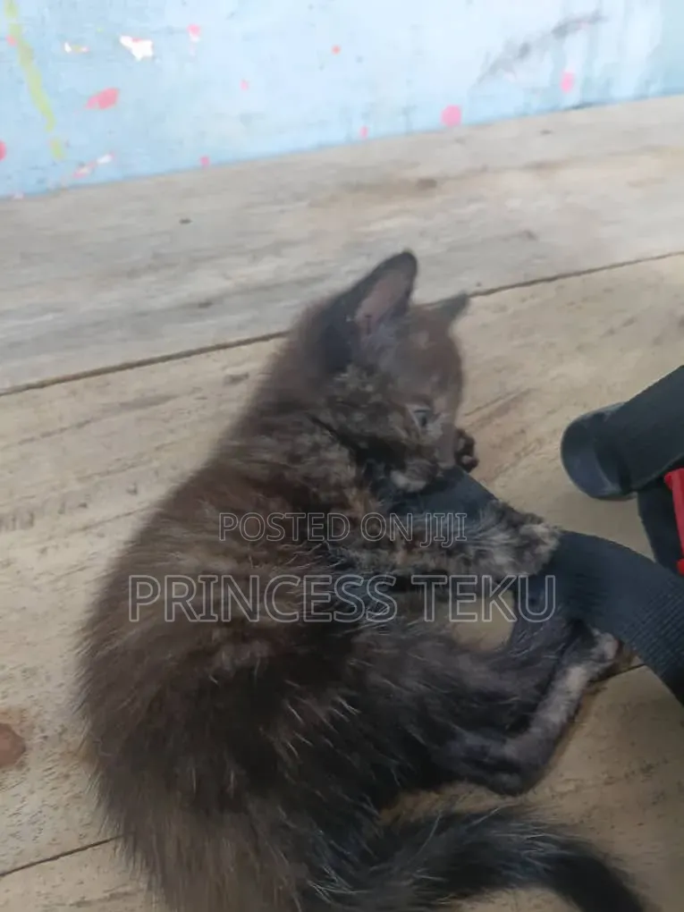1-3 months Female Purebred Cat