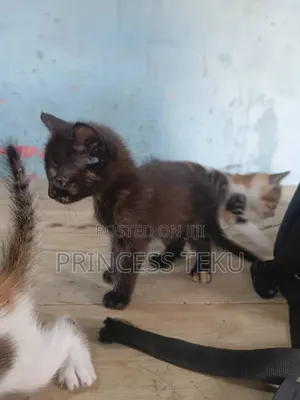 1-3 months Female Purebred Cat
