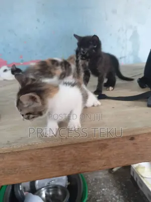 1-3 months Female Purebred Cat